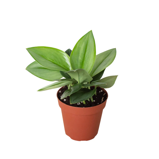 Scindapsus Moonlight potted houseplant with green leaves in terracotta pot House Plant Shop on Tampa Home & Garden Store