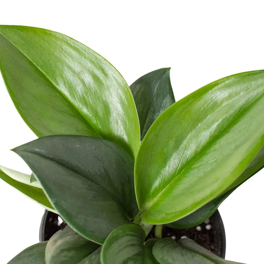 Scindapsus Moonlight potted plant with glossy green leaves close-up on Tampa Home & Garden Store
