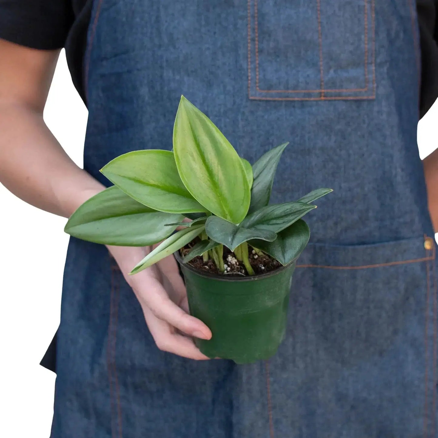 Easy Care Scindapsus Moonlight Houseplant