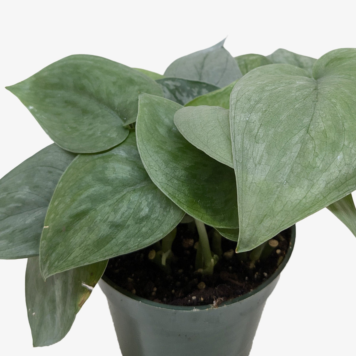 Scindapsus Platinum Java indoor plant with broad green leaves in a pot on Tampa Home & Garden Store
