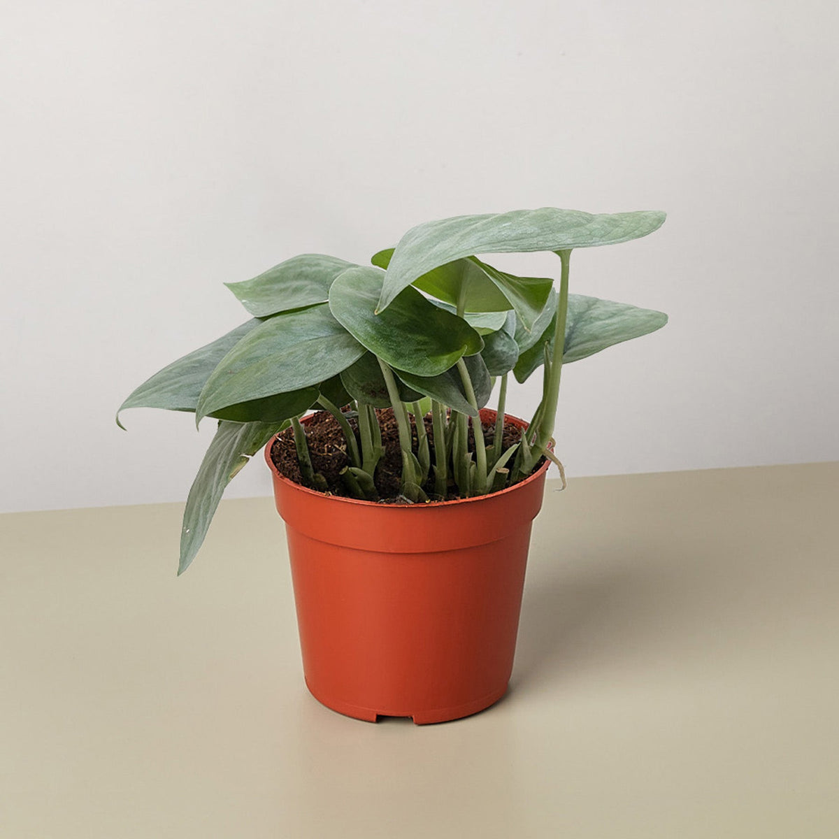 Scindapsus Platinum Java indoor plant with silver-green leaves in an orange pot on Tampa Home & Garden Store