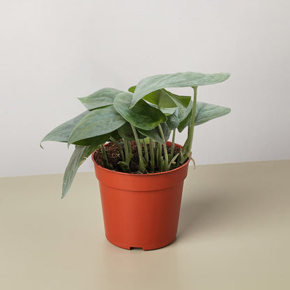 Scindapsus Platinum Java indoor plant with silver-green leaves in an orange pot on Tampa Home & Garden Store