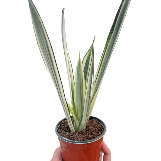 Snake Bantel's Sensation variegated houseplant with sword leaves in red pot, House Plant Shop, on Tampa Home & Garden Store