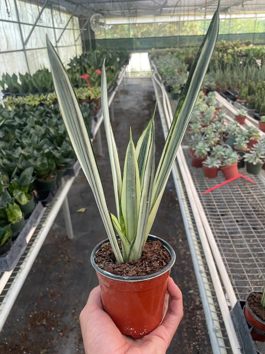 Snake plant Bantel's Sensation in pot with variegated leaves from House Plant Shop on Tampa Home & Garden Store