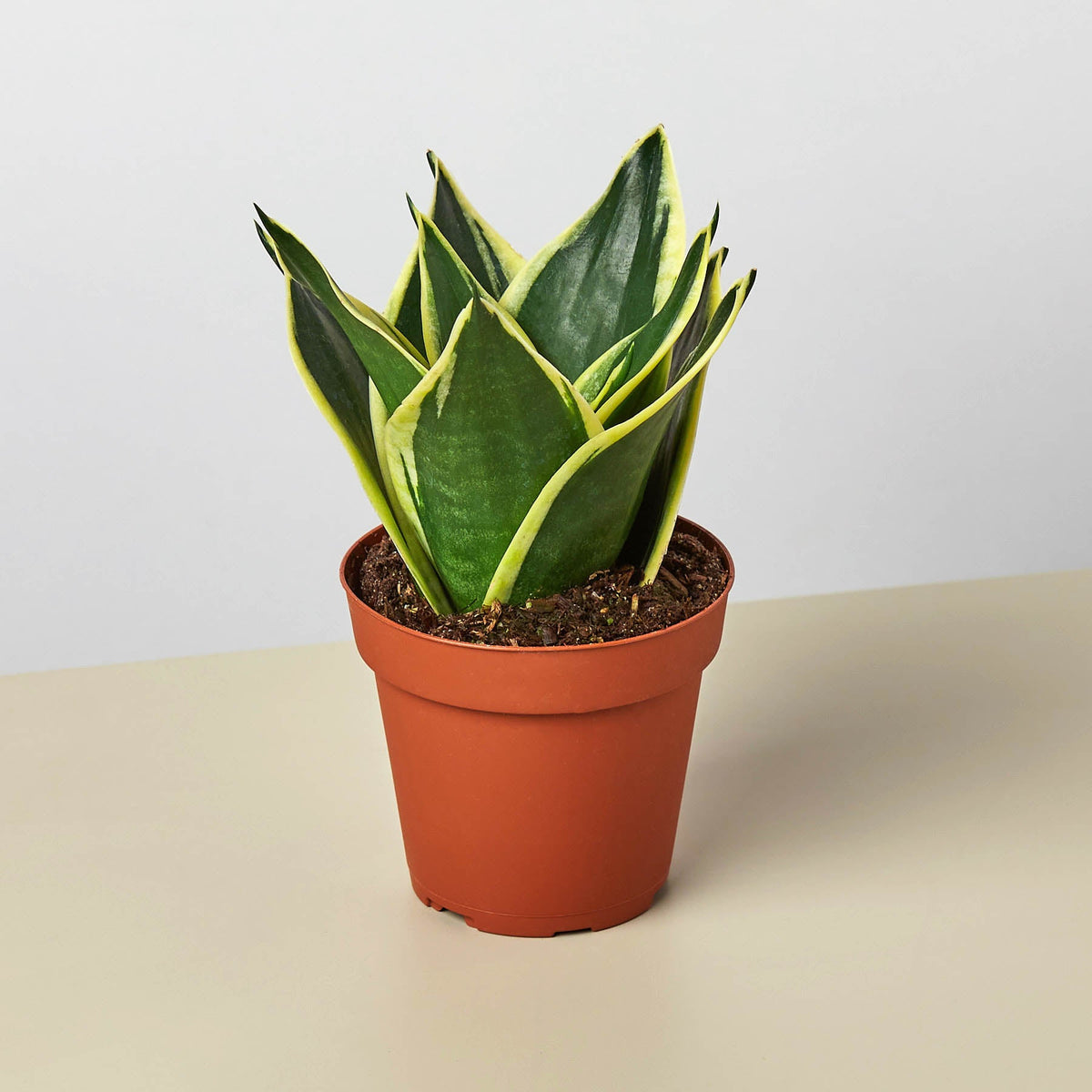 Snake Plant Black Gold indoor plant; variegated leaves with yellow margins in terracotta pot on Tampa Home & Garden Store