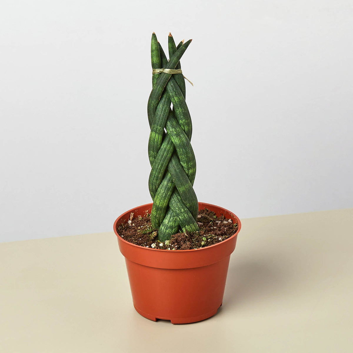 Snake Plant Braided indoor plant by House Plant Shop in a pot with braided green leaves on Tampa Home & Garden Store