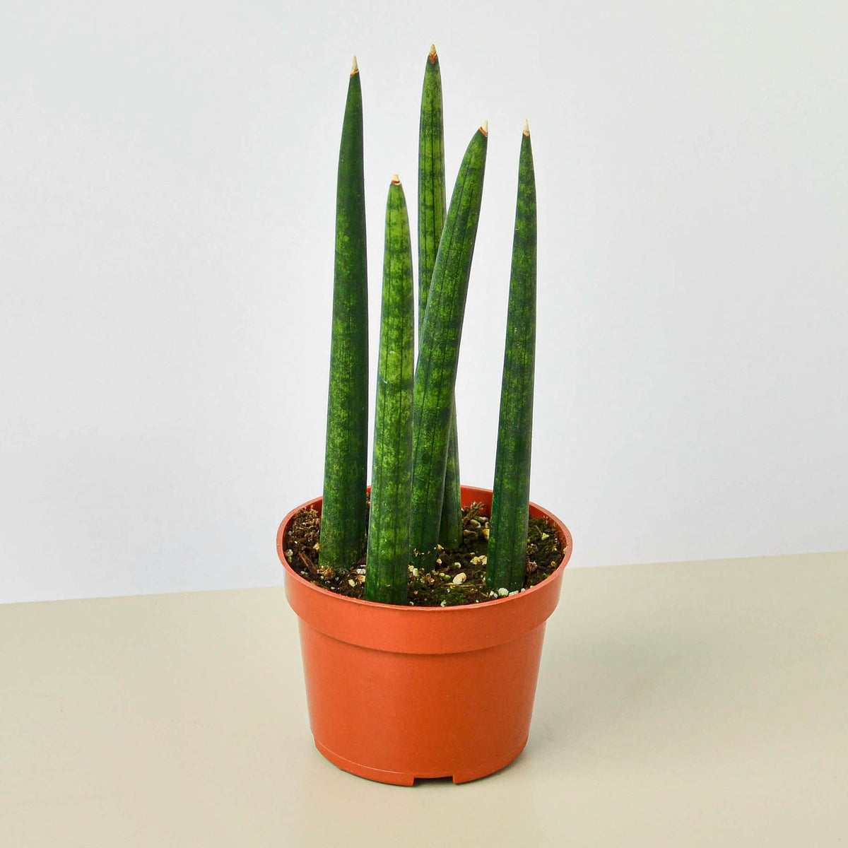 Snake Plant Cylindrica indoor plant with tall green cylindrical leaves in terracotta pot on Tampa Home & Garden Store
