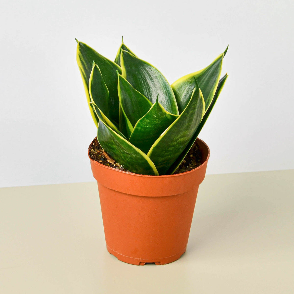 Snake Plant Emerald Star indoor plant with yellow-edged green leaves in terracotta pot on Tampa Home & Garden Store