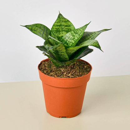 Snake Plant Forest Star indoor plant with variegated green leaves in a terracotta pot on Tampa Home & Garden Store