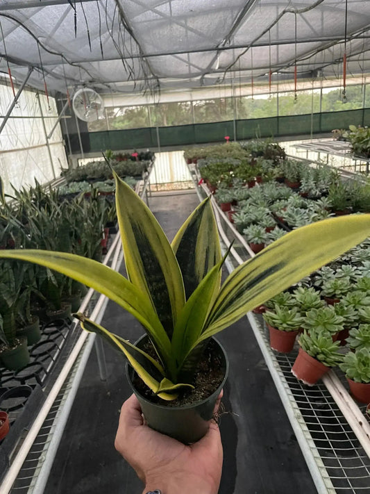Snake Plant Gold Flame, 6in potted houseplant with variegated yellow-edged leaves on Tampa Home & Garden Store