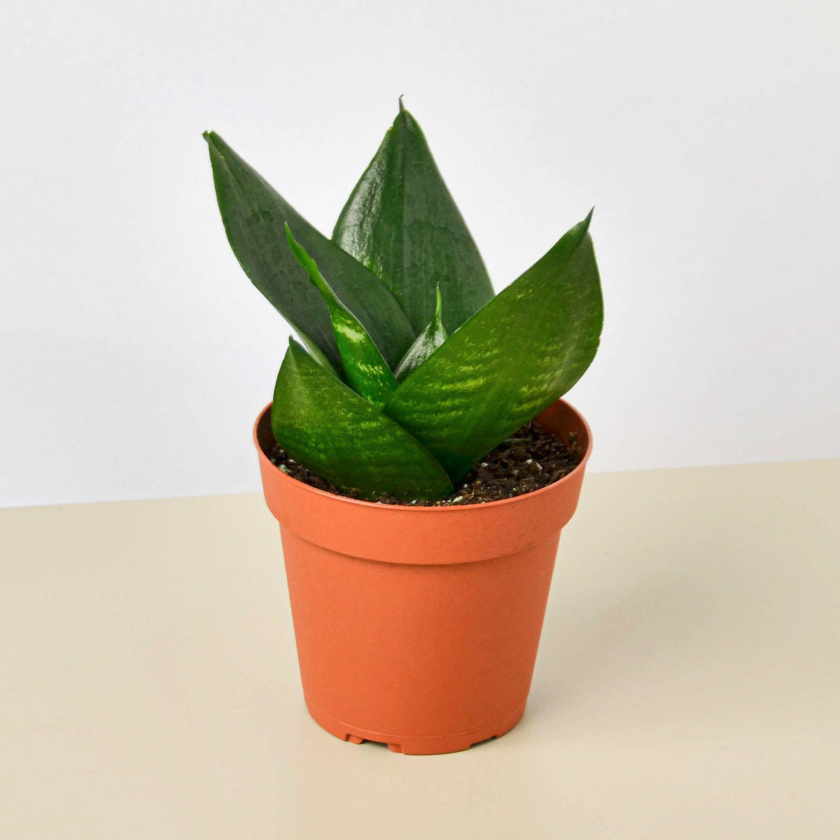 Snake Plant Jade indoor plant by House Plant Shop; dark green leaves in terracotta pot on Tampa Home & Garden Store