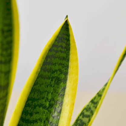 Snake Plant Laurentii 4-inch plant with yellow-edged variegation Rooted Treasures Farms on Tampa Home & Garden Store