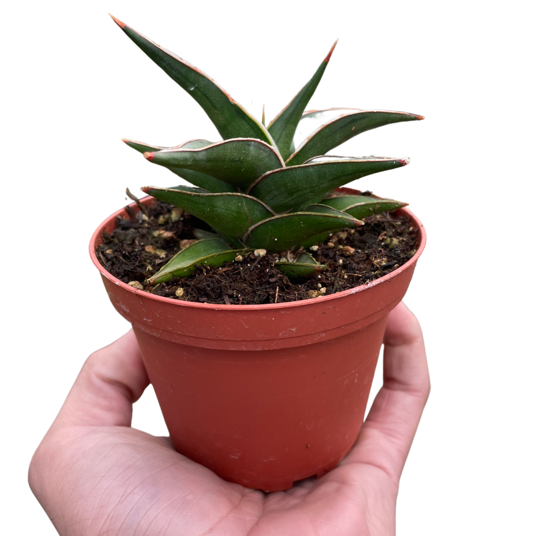 House Plant Shop Snake Lavranos - Thumbnail 2