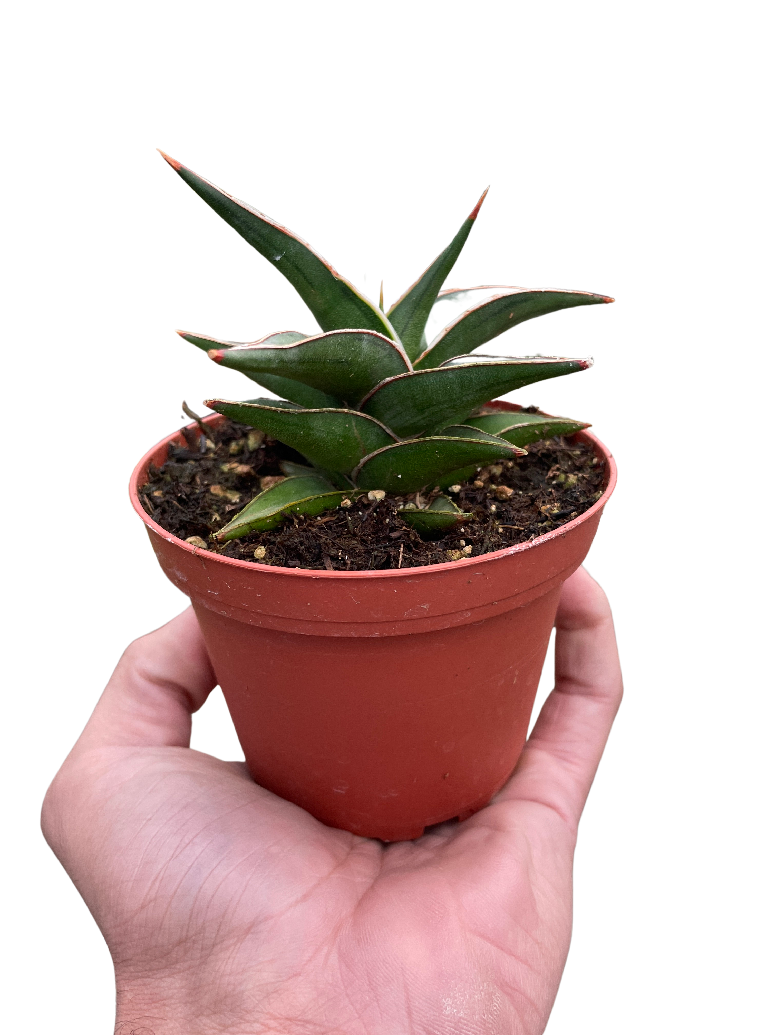 House Plant Shop Snake Lavranos