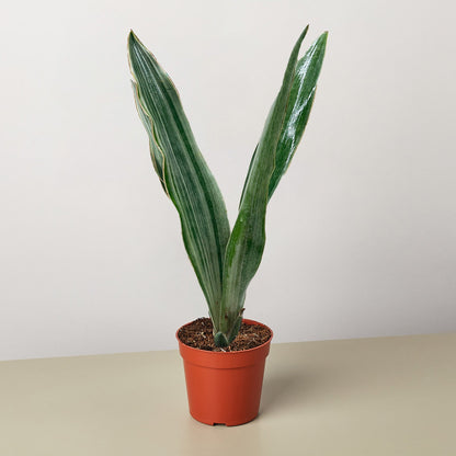 Snake Plant Sayuri indoor plant in orange plastic pot by House Plant Shop on Tampa Home & Garden Store