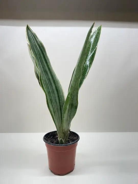 Snake Plant Sayuri Variegated Indoor Plant