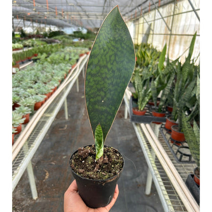 Shark Fin Snake Plant in pot with variegated green leaves House Plant Shop indoor plant on Tampa Home & Garden Store
