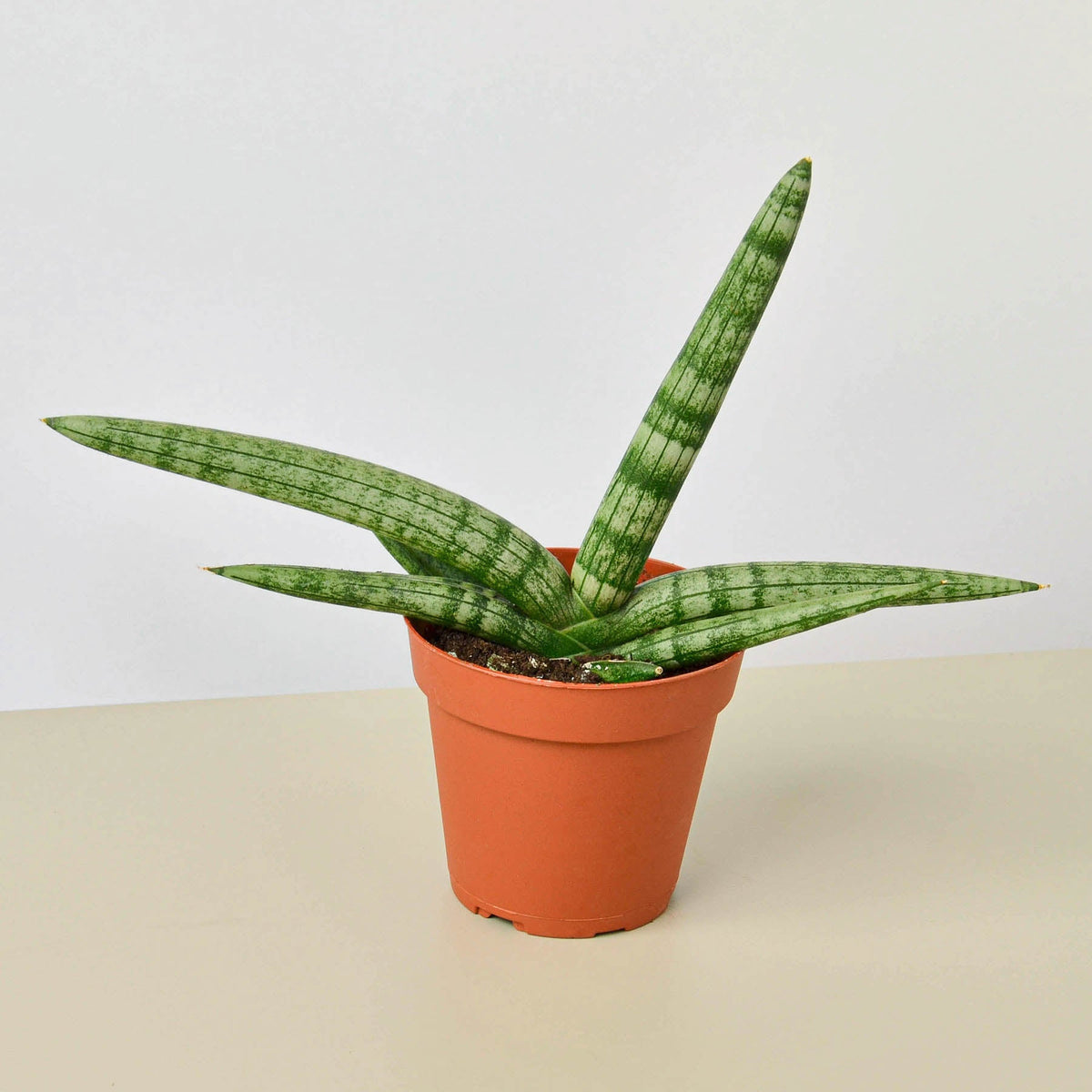 Snake Plant Starfish indoor plant with variegated green leaves in a terracotta pot on Tampa Home & Garden Store