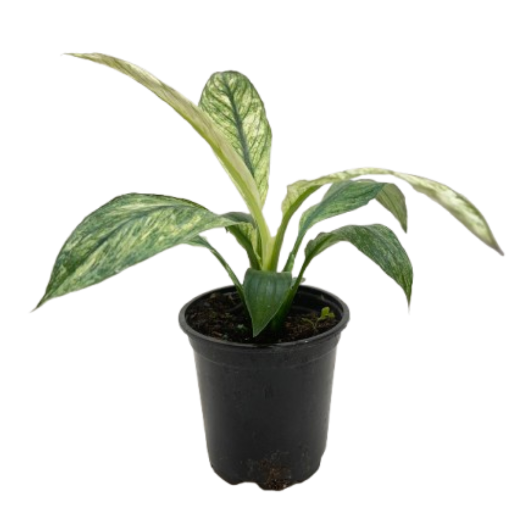 - image on Tampa Home & Garden Store