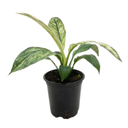 - image on Tampa Home & Garden Store
