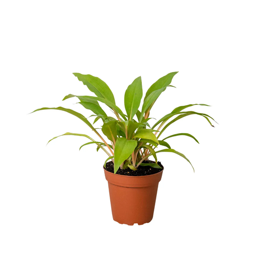 - image on Tampa Home & Garden Store