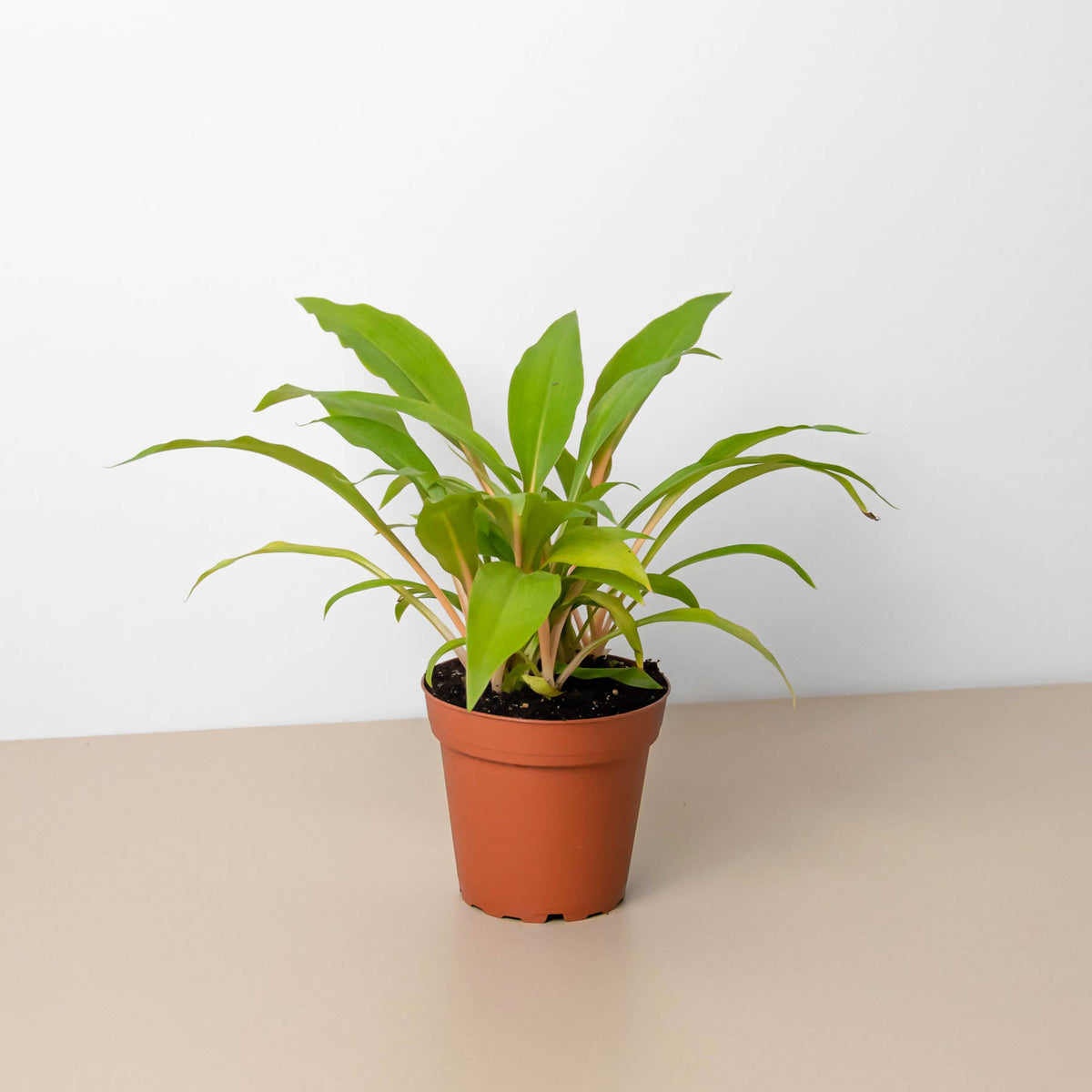 Spider Plant Fire Flash indoor plant with green leaves in terracotta pot House Plant Shop on Tampa Home & Garden Store