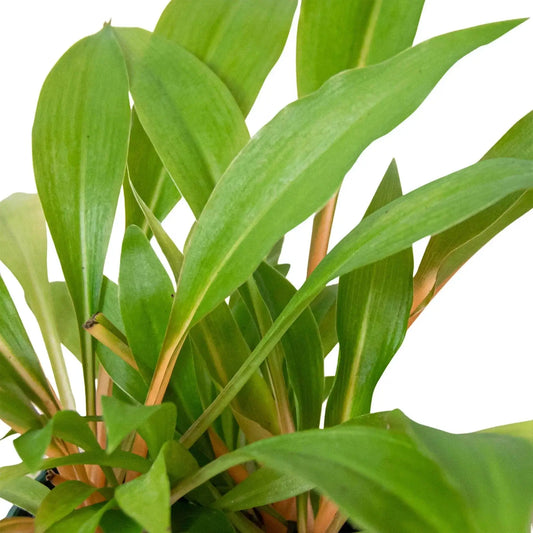 - image on Tampa Home & Garden Store