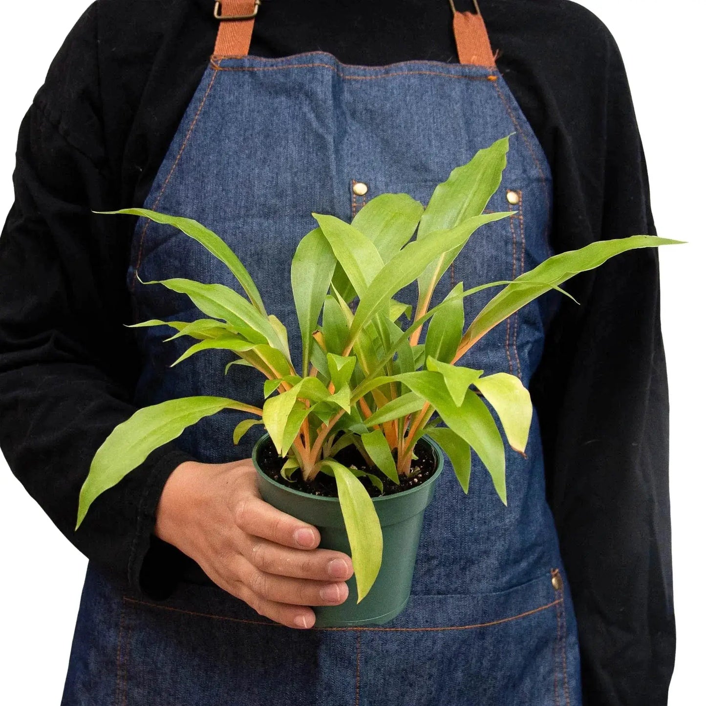 - image on Tampa Home & Garden Store