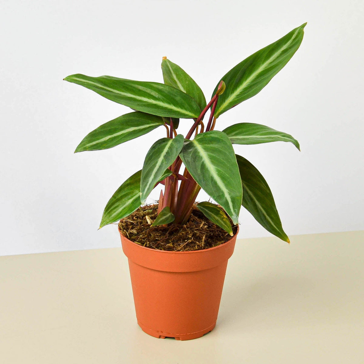 Stromanthe Sanguinea indoor plant with striped leaves and red stems in terracotta pot on Tampa Home & Garden Store