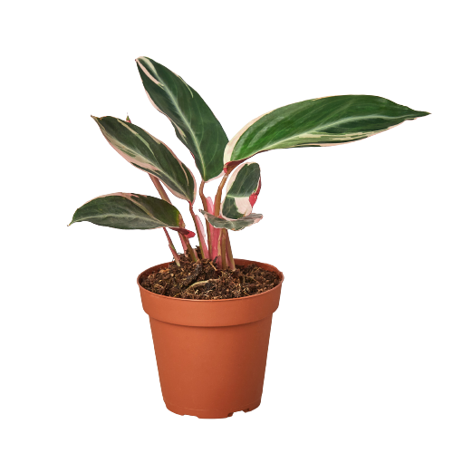 Stromanthe Triostar 4-in pot; variegated leaves with pink stems Rooted Treasures Farms on Tampa Home & Garden Store