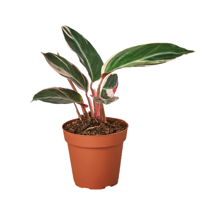 Stromanthe Triostar 4-in pot; variegated leaves with pink stems Rooted Treasures Farms on Tampa Home & Garden Store