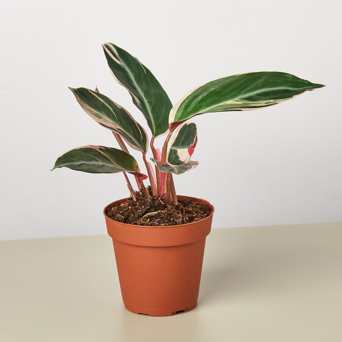 Stromanthe Triostar indoor plant with pink-edged green leaves in terracotta pot on Tampa Home & Garden Store