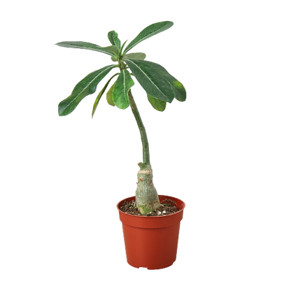 Succulent Adenium Obesum Desert Rose plant in terracotta pot by Rooted Treasures Farms on Tampa Home & Garden Store