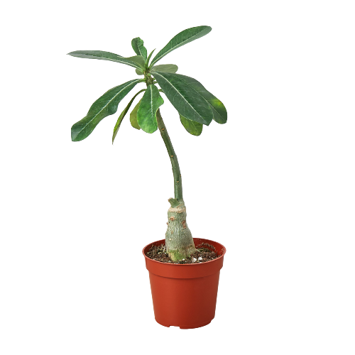 Succulent Adenium Obesum Desert Rose plant in terracotta pot by Rooted Treasures Farms on Tampa Home & Garden Store