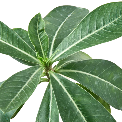 Succulent Adenium Obesum Desert Rose with green leaves and pale midribs Rooted Treasures Farms on Tampa Home & Garden Store