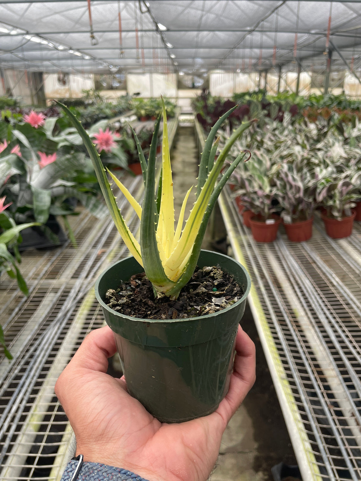 Succulent Aloe Solar Flare plant with yellow-green variegated leaves in pot on Tampa Home & Garden Store