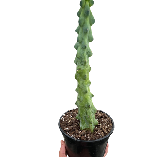 Boobie Cactus tall green warty stem in a black pot, House Plant Shop potted houseplant on Tampa Home & Garden Store