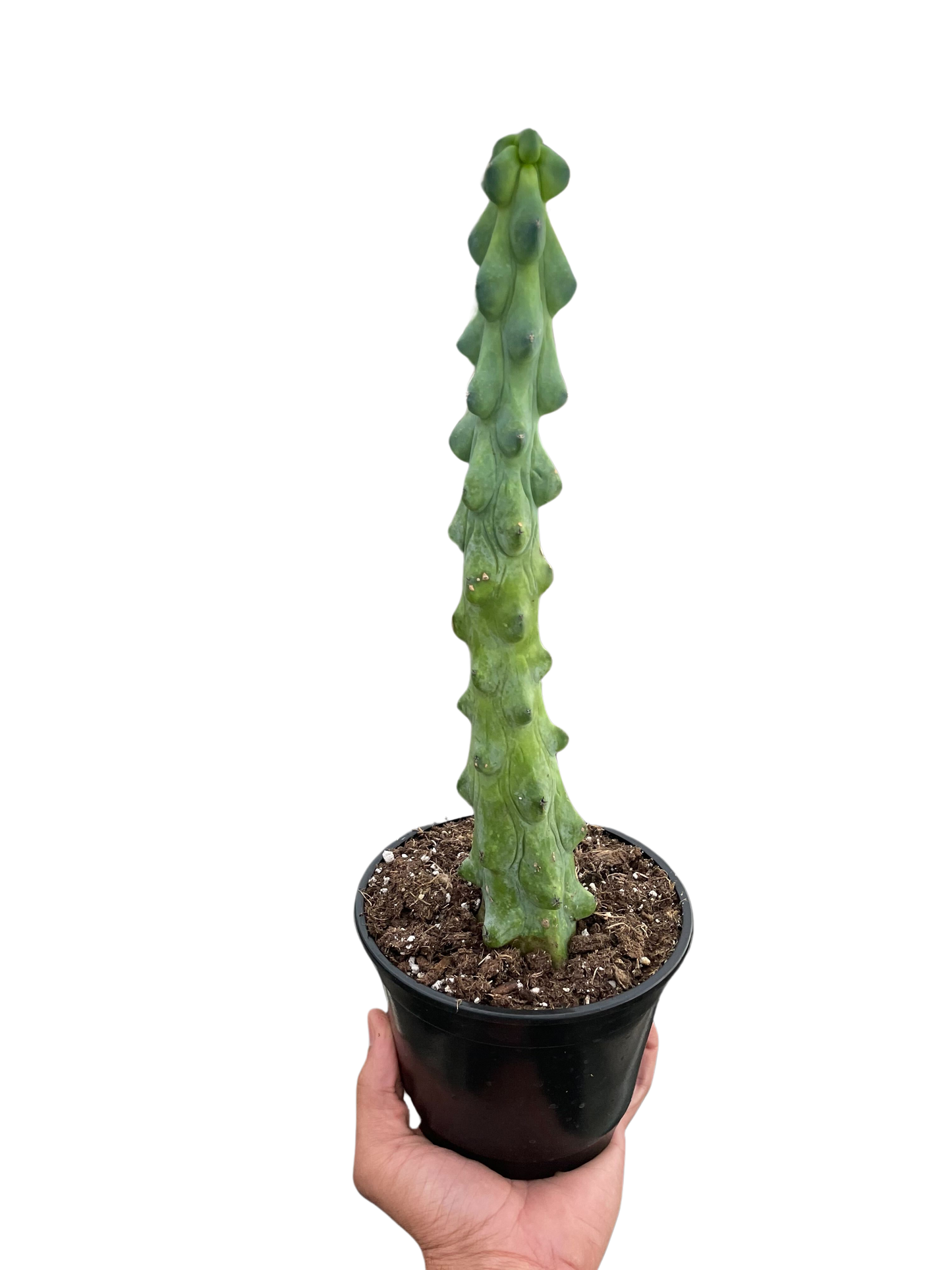 Boobie Cactus Fun Home Decor Plant for Living