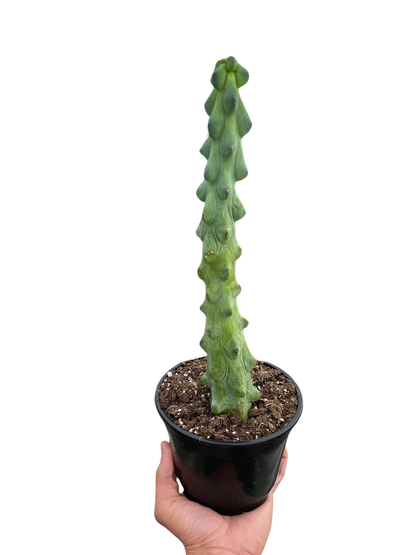 Boobie Cactus Fun Home Decor Plant for Living