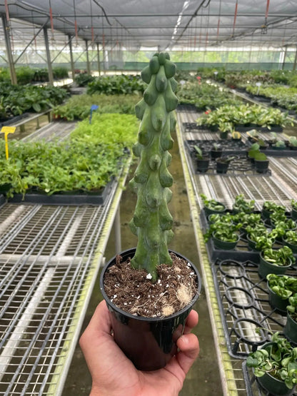 Boobie Cactus Fun Home Decor Plant for Living