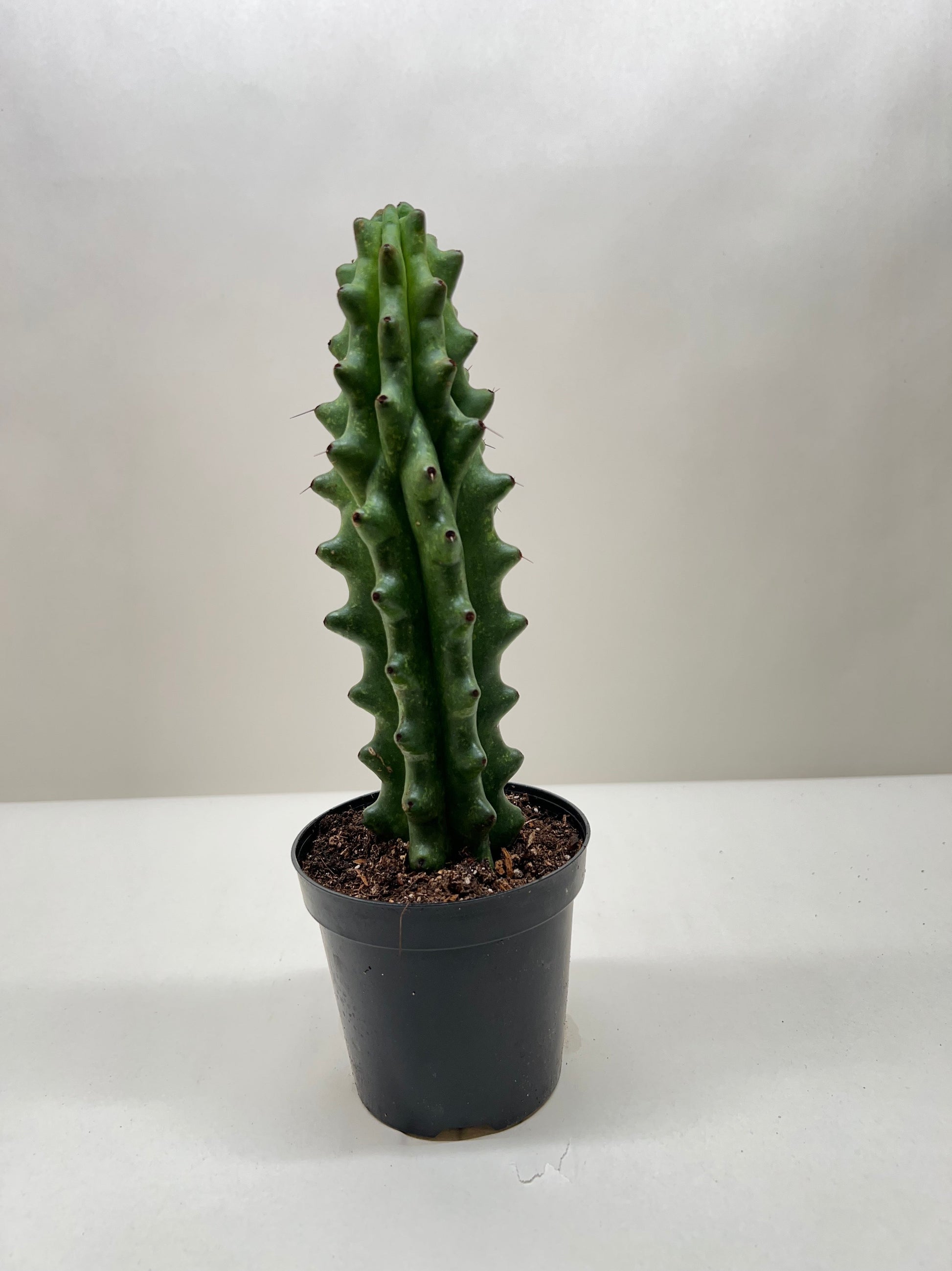 Succulent Cactus Ghost White Boobie, tall green ribbed columnar plant in black pot on Tampa Home & Garden Store
