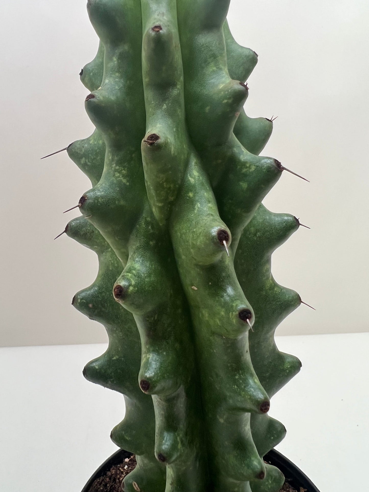 Succulent Cactus Ghost White Boobie plant, green crested stem with wavy ridges and spines on Tampa Home & Garden Store