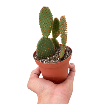 Opuntia 'Microdasys' Plant (Bunny Ear Cactus)
