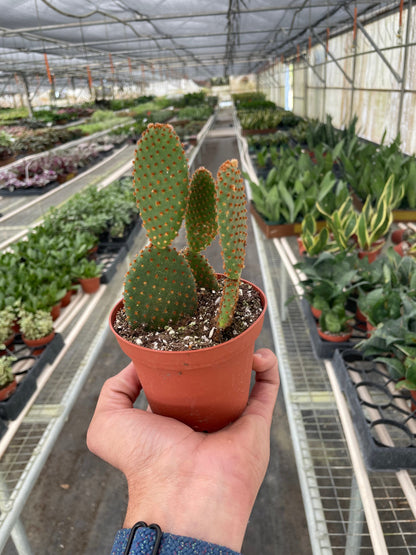 Opuntia 'Microdasys' Plant (Bunny Ear Cactus)