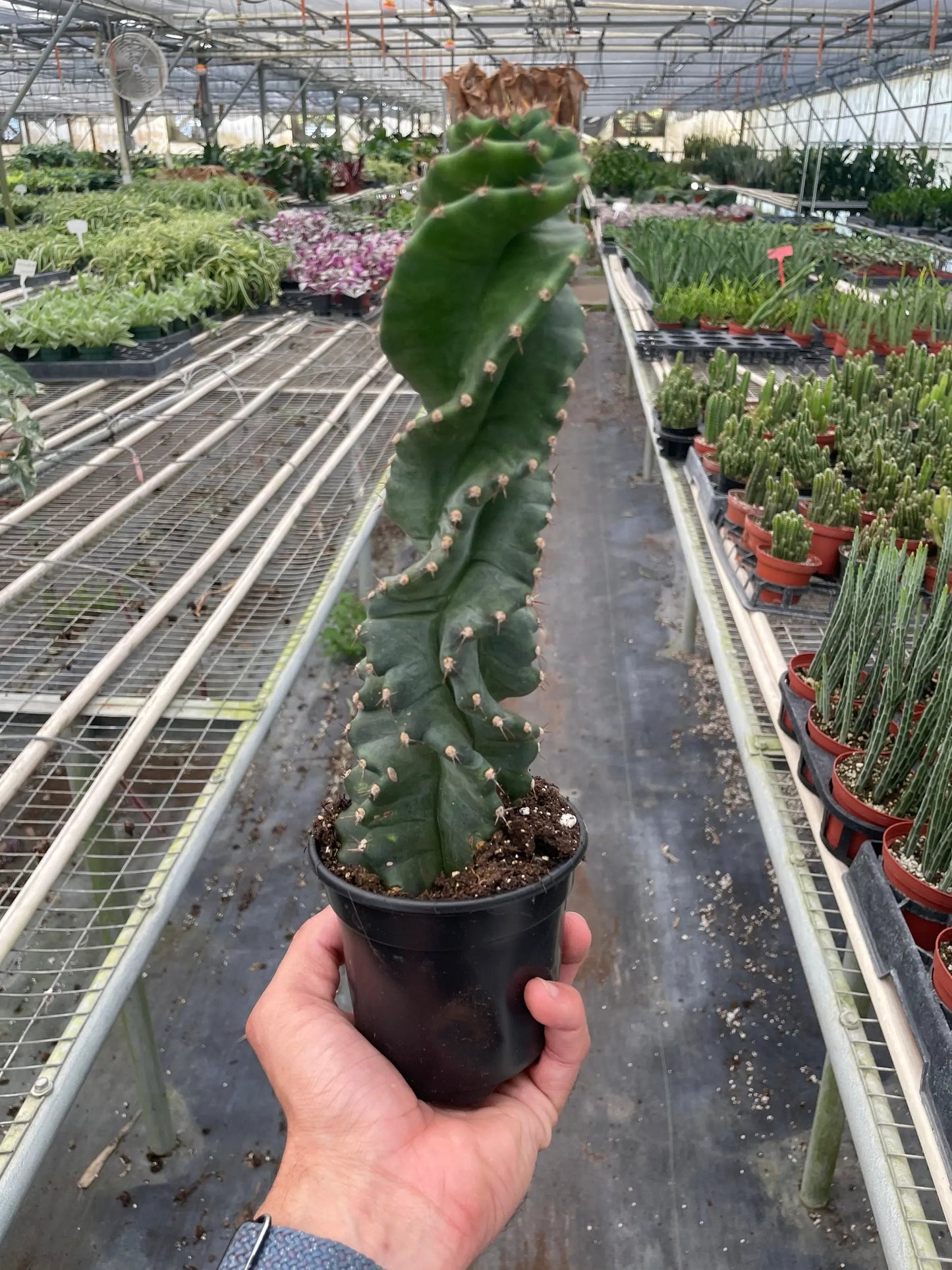 Spiral Cactus Cereus Forbesii Spiralis Plant