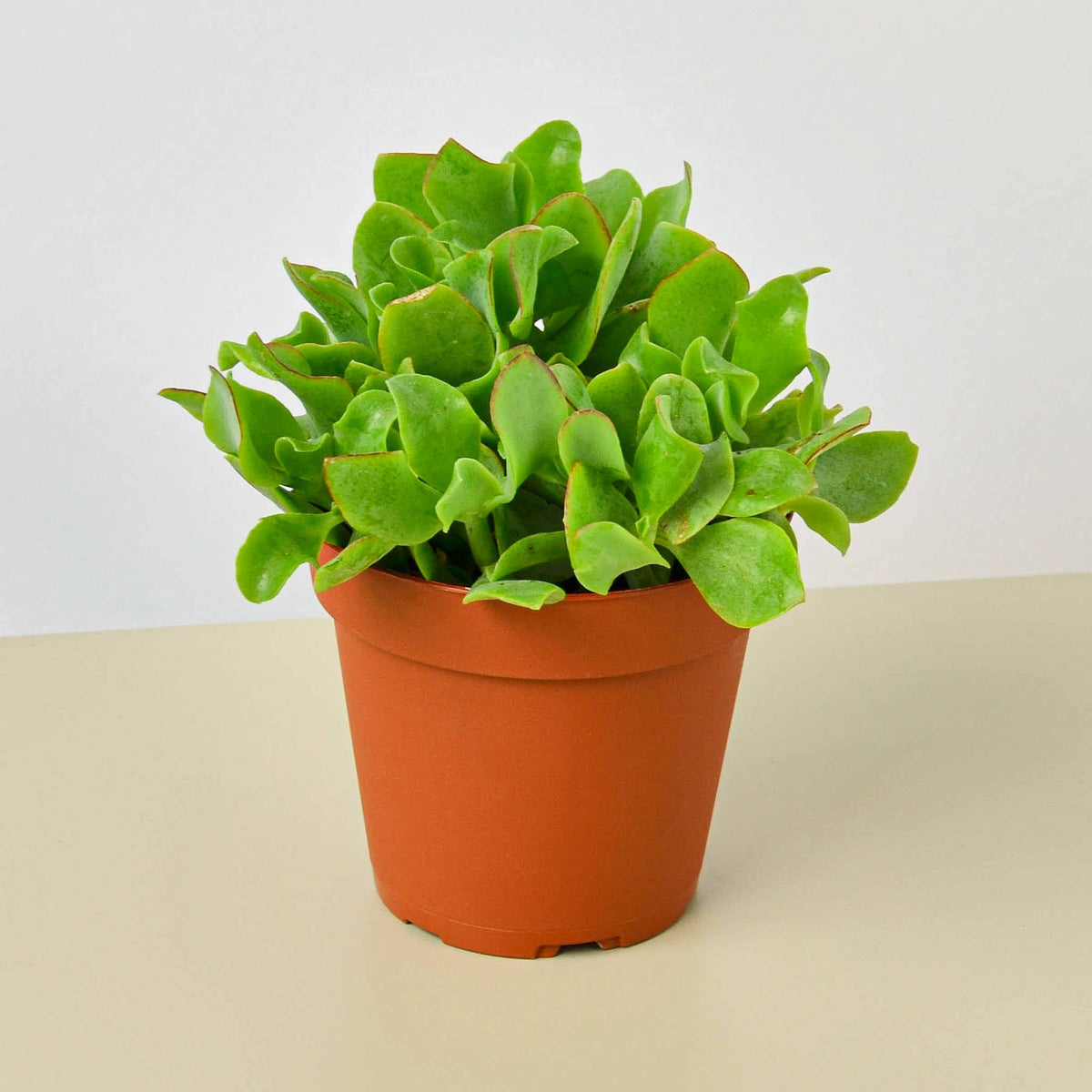 Succulent Ripple Jade in a terracotta pot with bright green, wavy-edged leaves on Tampa Home & Garden Store