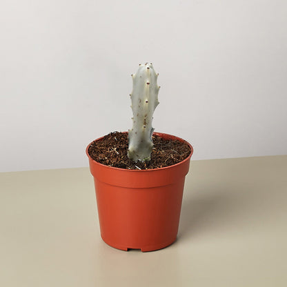 4-inch Euphorbia Dragon Bone succulent pale gray stem with small spines House Plant Shop on Tampa Home & Garden Store