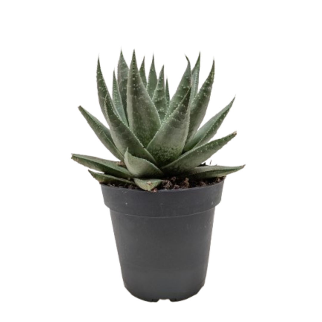 Succulent Haworthia Savanna in black pot with green leaves; Rooted Treasures Farms on Tampa Home & Garden Store