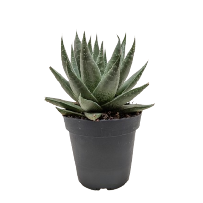 Succulent Haworthia Savanna in black pot with green leaves; Rooted Treasures Farms on Tampa Home & Garden Store