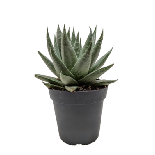 Succulent Haworthia Savanna in black pot with green leaves; Rooted Treasures Farms on Tampa Home & Garden Store